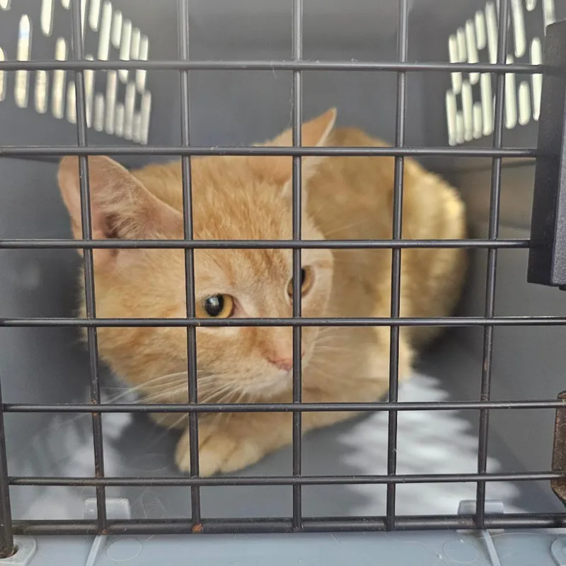 An adult small-sized male Orange / Red Domestic Short Hair cat named Garfield for adoption in Corydon, IN