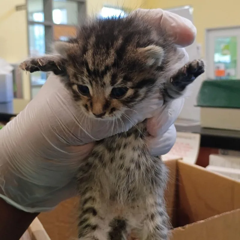 A baby small-sized male Gray / Blue / Silver Domestic Short Hair cat named Michael for adoption in Lynchburg, VA