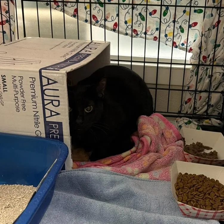 An adult medium-sized male Domestic Short Hair cat named Alder for adoption in Tacoma, WA