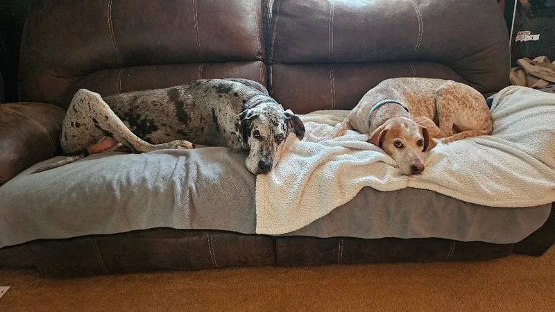 An adult medium-sized female White / Cream Coonhound dog named Lucy Cs for adoption in Columbia, MD