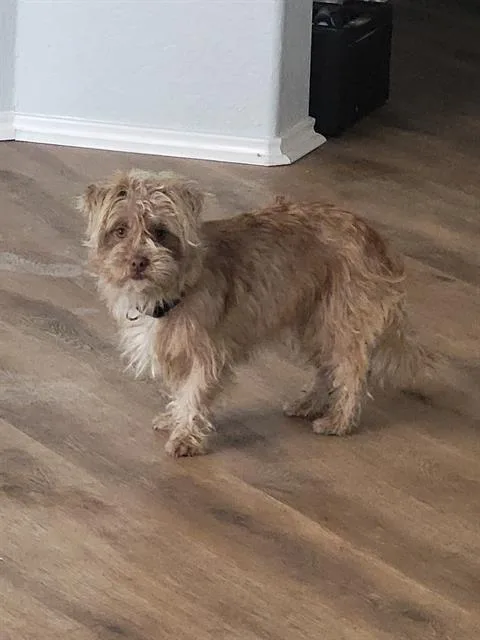 A young small-sized male Terrier dog named Mojo for adoption in San Antonio, TX