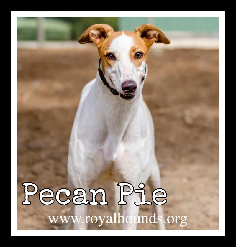 Pecan Pie