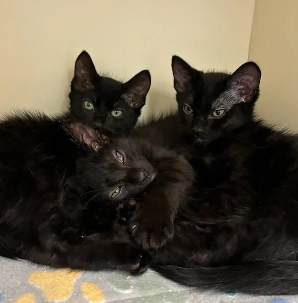 A baby small-sized female Domestic Short Hair cat named PinkyWinky for adoption in Silverdale, WA