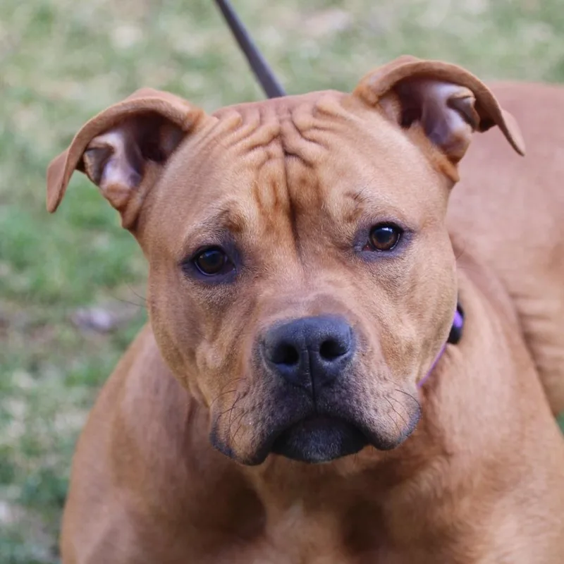 A young small-sized male Brown / Chocolate Pit Bull Terrier dog named Scooby Doo for adoption in Briarcliff Manor, NY