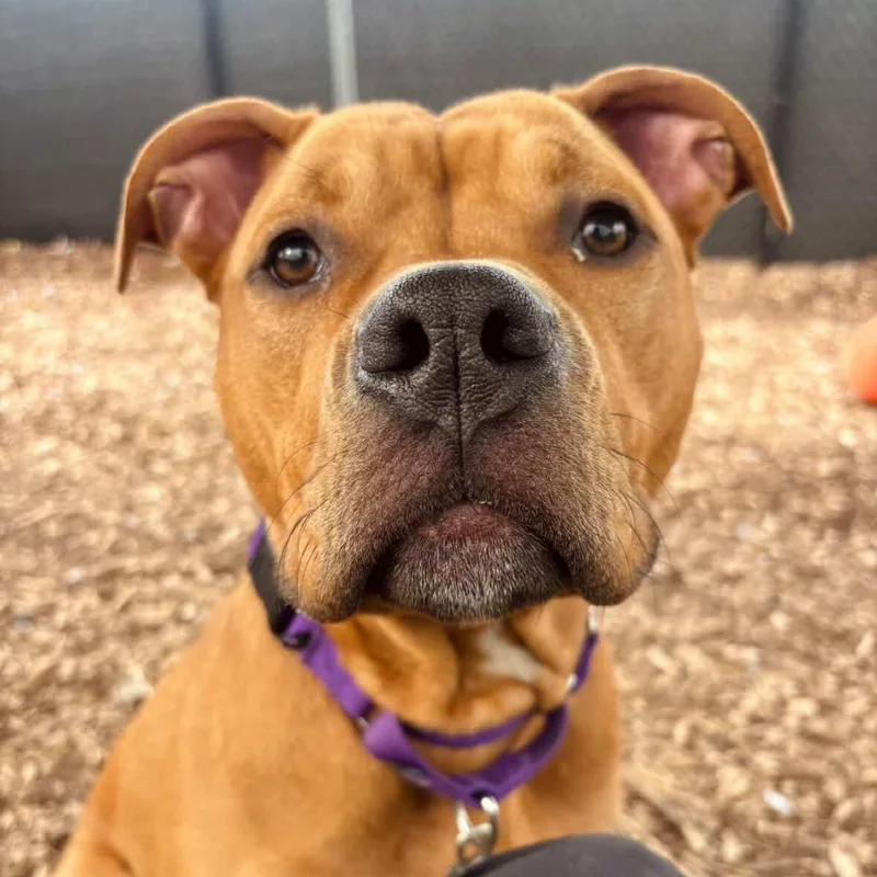 Scooby Doo thumbnail 2