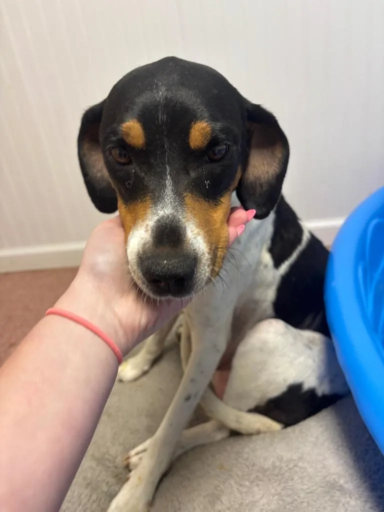 An adult medium-sized female Hound dog named Kayla for adoption in Wabash, IN