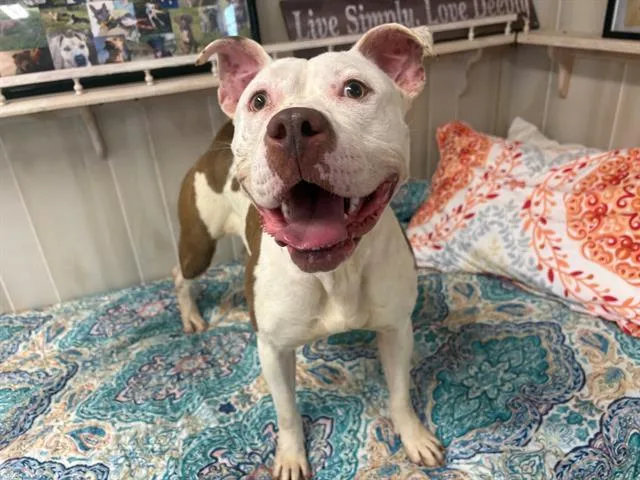 A young medium-sized female Pit Bull Terrier dog named Pudding for adoption in Charlotte, NC