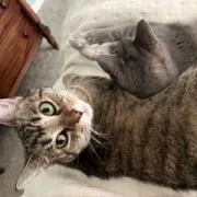 Ozzie  Handsome Tabby