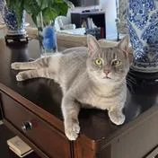 Ozzie  Handsome Tabby thumbnail 2