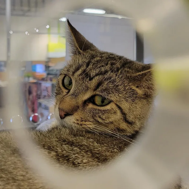 Ozzie  Handsome Tabby thumbnail 3