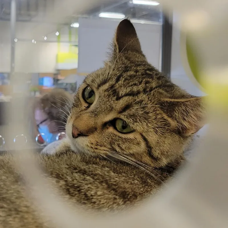 Ozzie  Handsome Tabby thumbnail 4