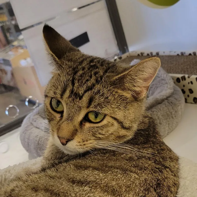 Ozzie  Handsome Tabby thumbnail 6