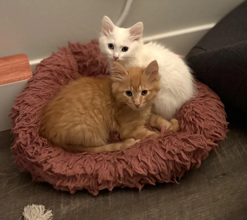 A baby medium-sized male Black Domestic Medium Hair cat named Neelix & Gizmo  for adoption in Los Altos Hills, CA