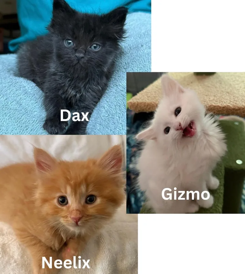 Neelix & Gizmo  thumbnail 2