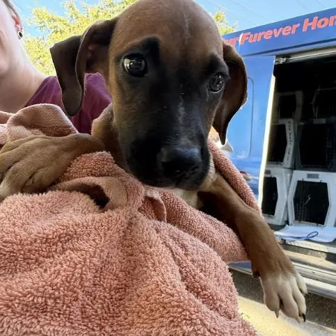 A baby small-sized female Labrador Retriever dog named Morbiasa for adoption in Austin, TX