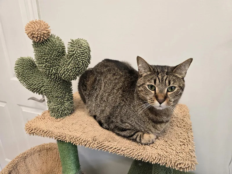 An adult medium-sized male Tabby cat named Sammy for adoption in Locust Grove, GA