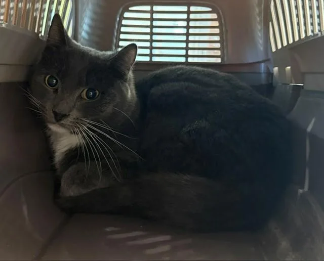 A young small-sized male Domestic Long Hair cat named Knight for adoption in Brighton, CO