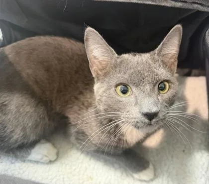 An adult medium-sized male Domestic Short Hair cat named Gary for adoption in West Chester, PA