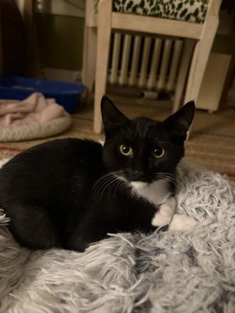 A baby small-sized male Domestic Short Hair cat named Cypress for adoption in Duxbury, MA