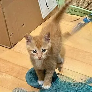 A baby small-sized male Orange / Red Domestic Short Hair cat named A Caesar for adoption in Pleasant Hill, CA