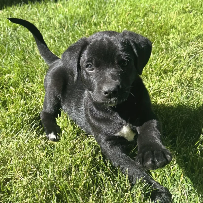 A baby medium-sized male Black Labrador Retriever dog named Canyon for adoption in Cashmere, WA