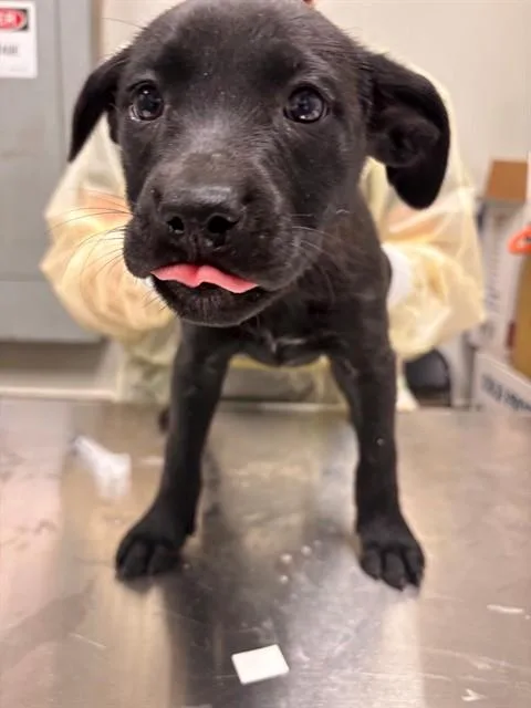 A baby small-sized female German Shepherd Dog dog named Cleo for adoption in Ontario, CA