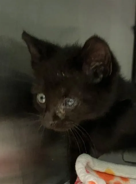 A baby small-sized male Domestic Short Hair cat named Lila for adoption in Dallas, TX