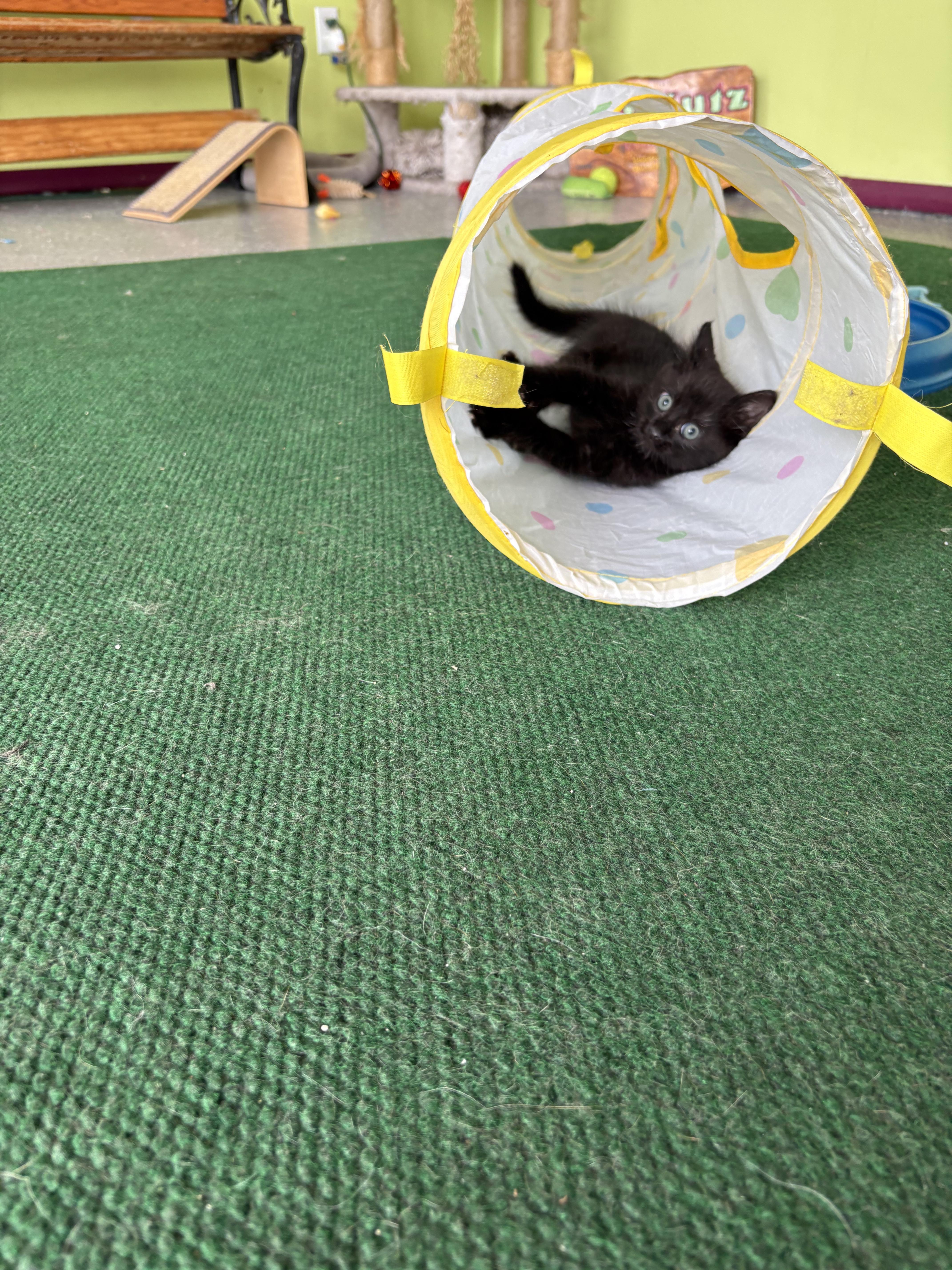 Samson thumbnail 2