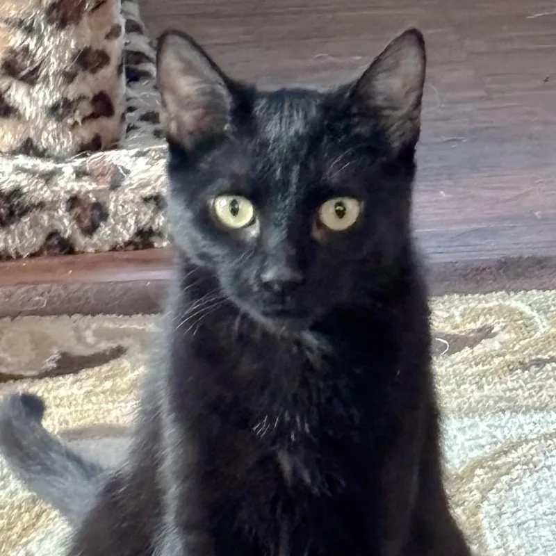 Pudding And Fudgebonded Sisters