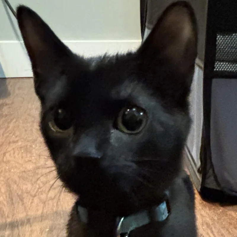 Pudding And Fudgebonded Sisters thumbnail 2