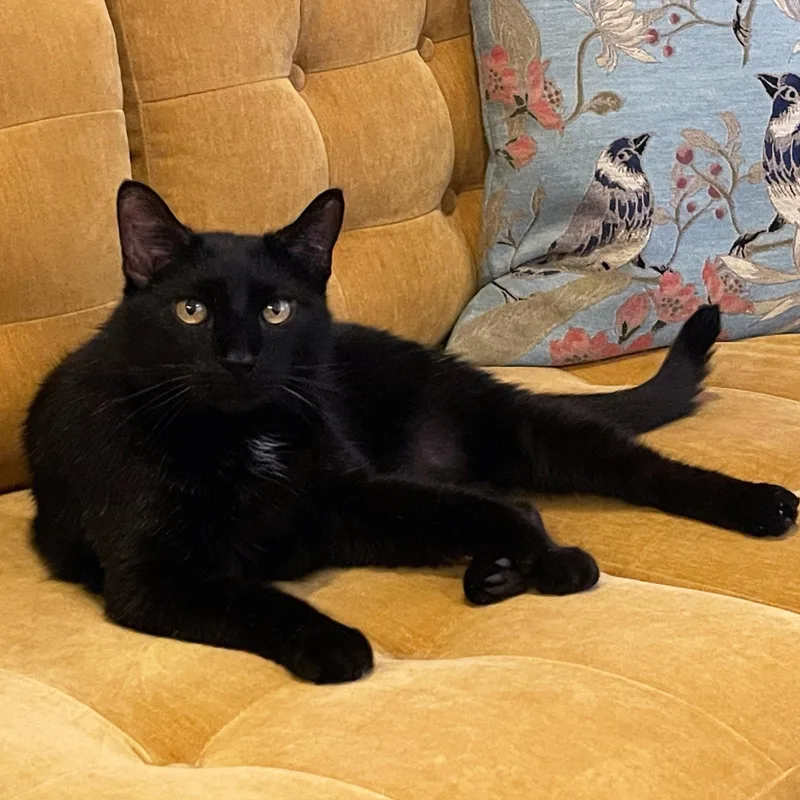 A senior medium-sized male Black Domestic Short Hair cat named Bingo for adoption in Chicago, IL
