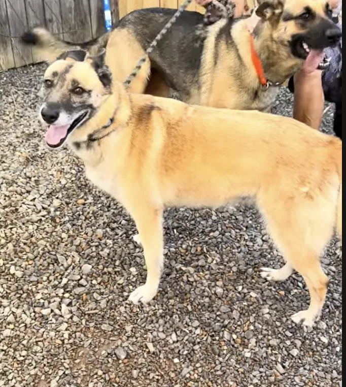 An adult medium-sized female German Shepherd Dog dog named Nova for adoption in Greeneville, TN