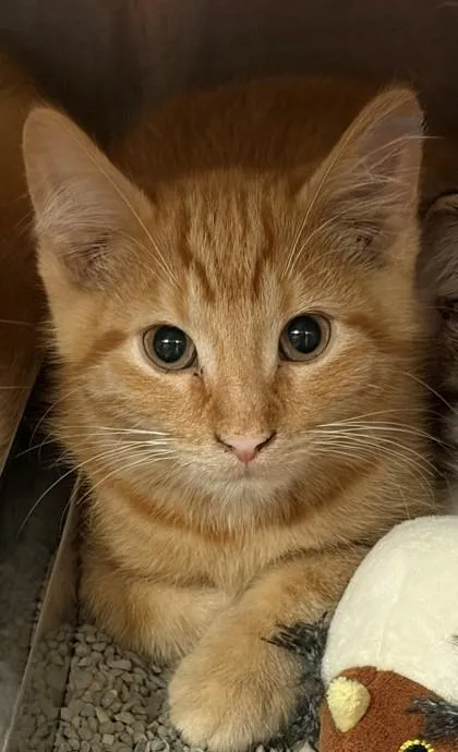 A baby small-sized male Domestic Short Hair cat named Cheeto for adoption in Baraboo, WI