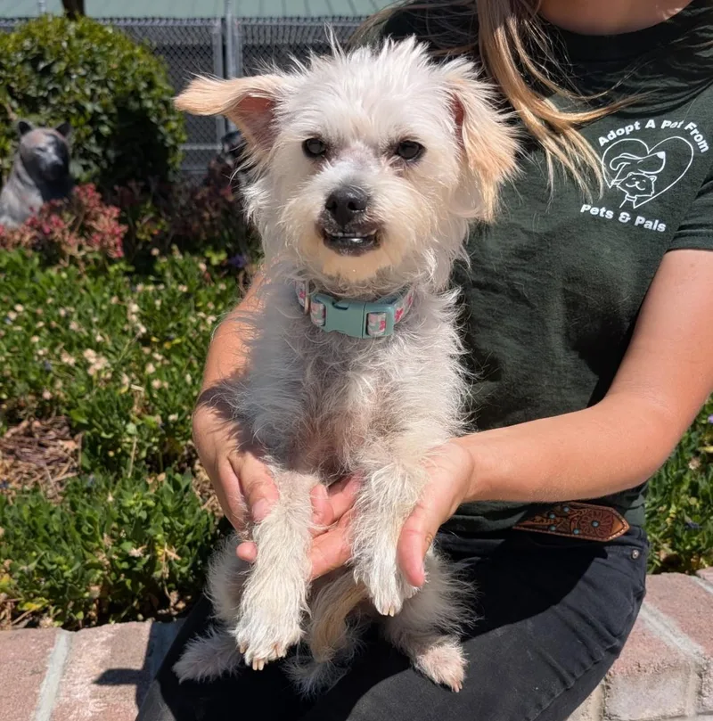 A young small-sized female Yellow / Tan / Blond / Fawn Terrier dog named Candy for adoption in Lathrop, CA
