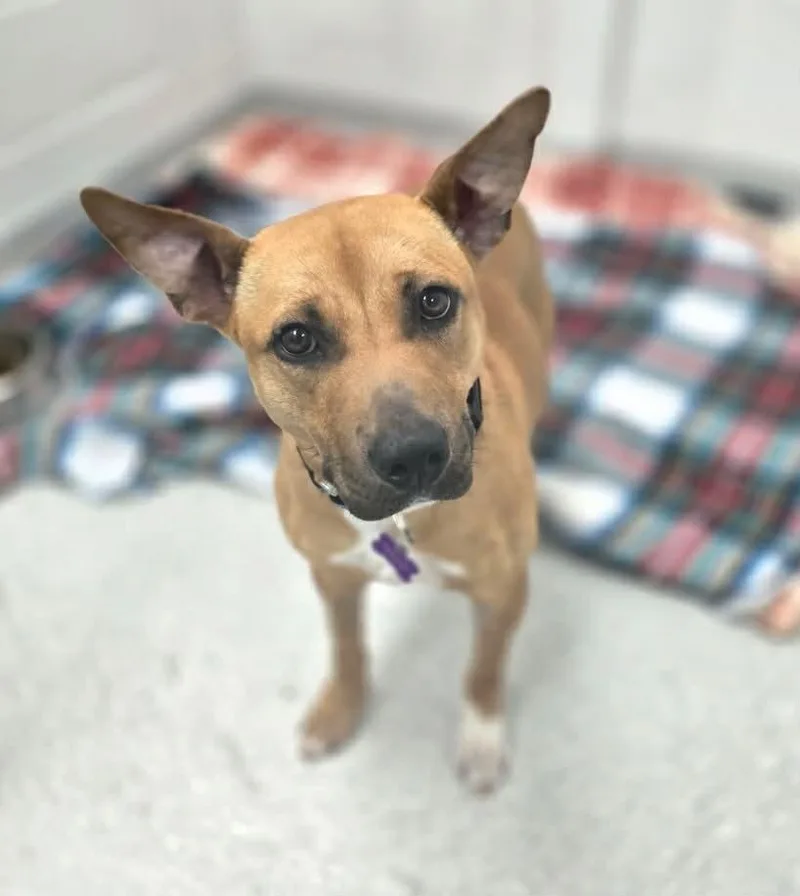 A young medium-sized female Mixed Breed dog named Miracle for adoption in Warren, MI
