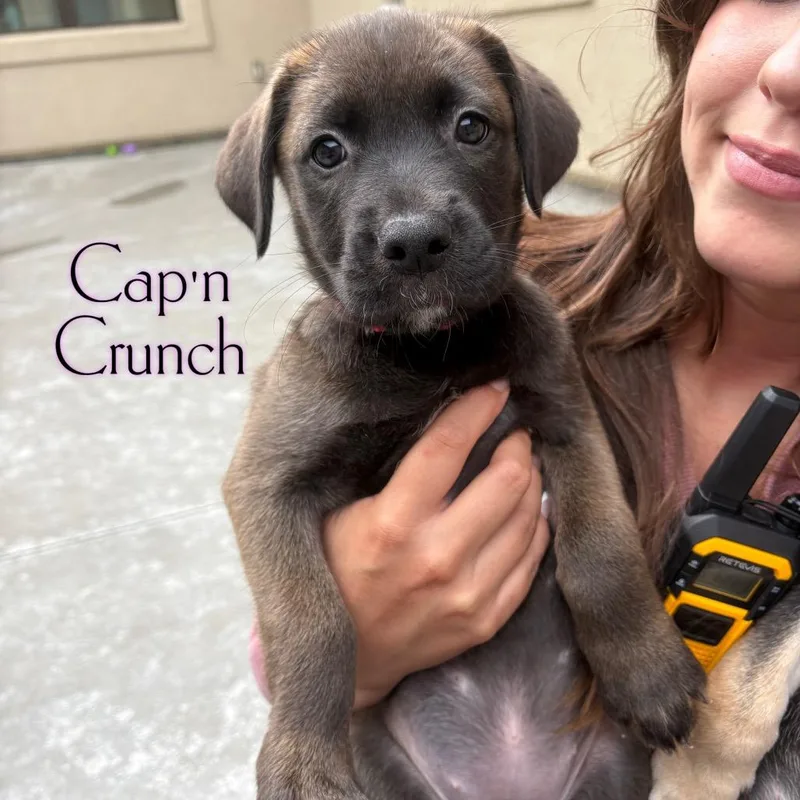 A baby small-sized female Brown / Chocolate Pit Bull Terrier dog named Cap'n Crunch for adoption in Parkersburg, WV