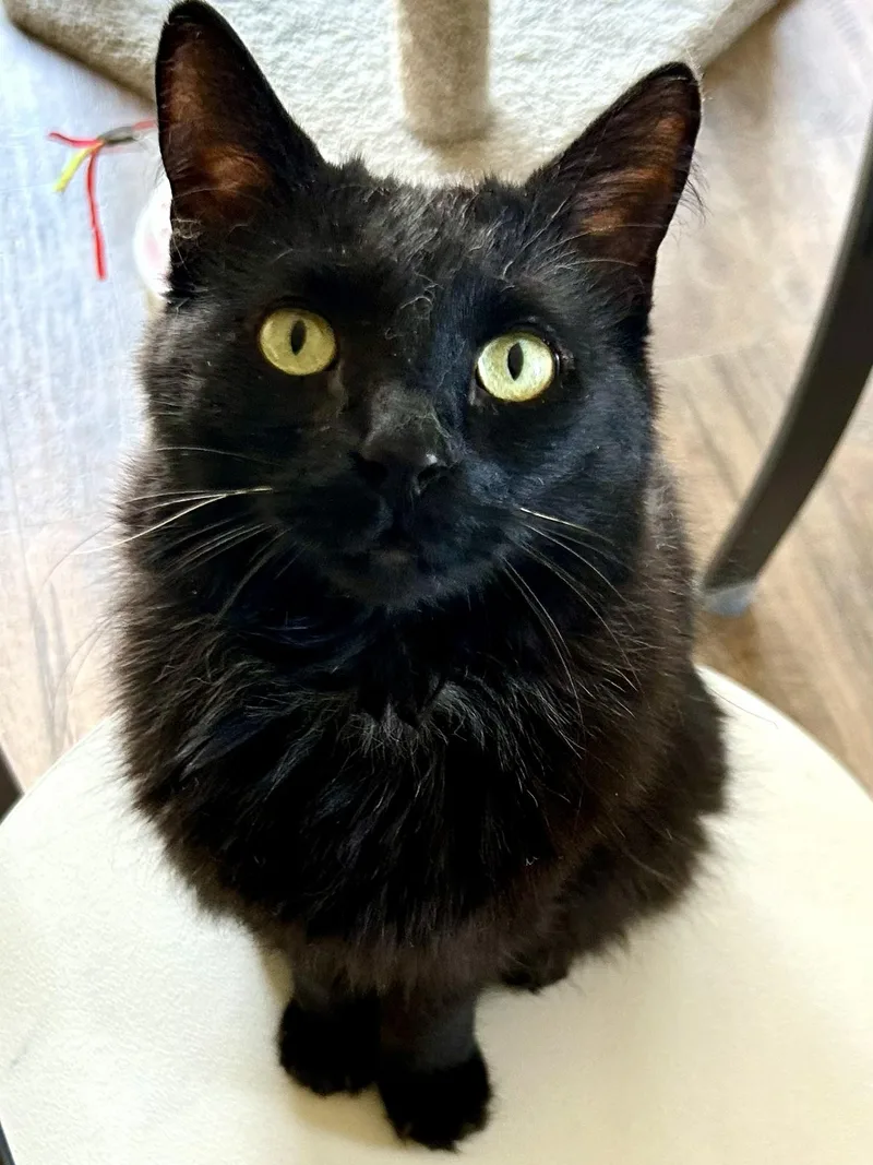 An adult medium-sized female Black Domestic Medium Hair cat named Binx for adoption in Prescott, AZ