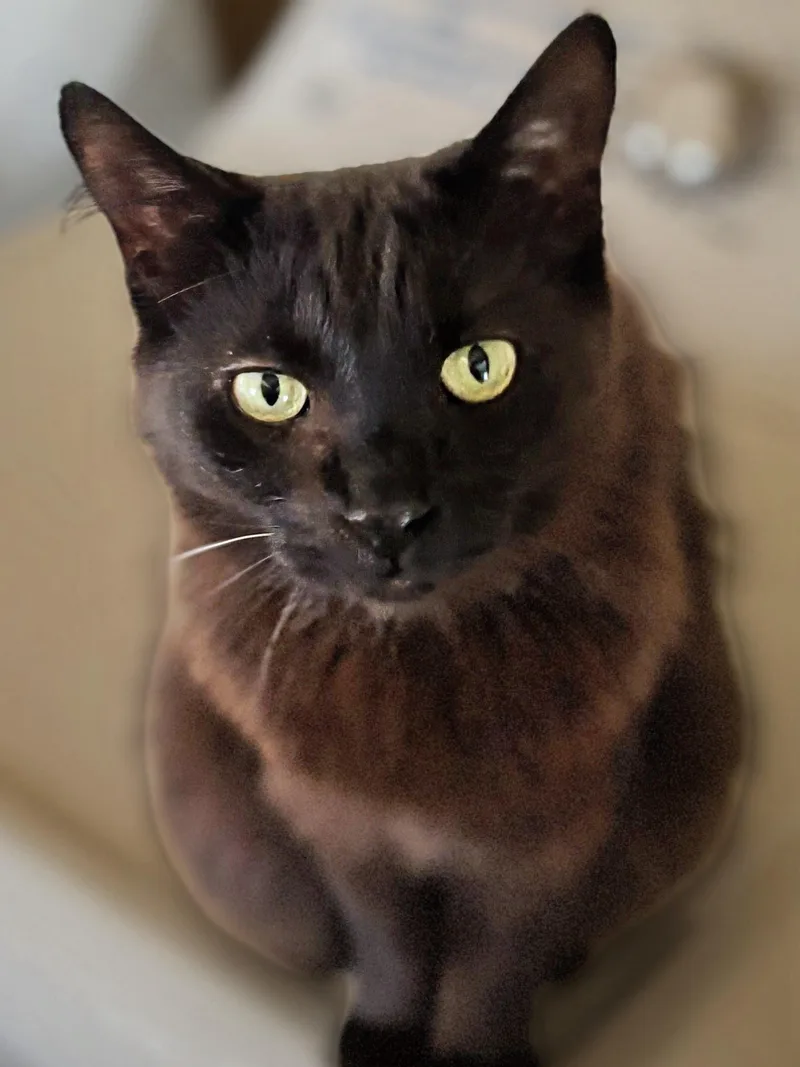 Binx thumbnail 2