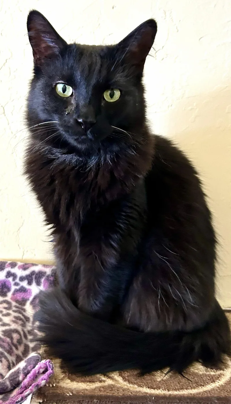 Binx thumbnail 3