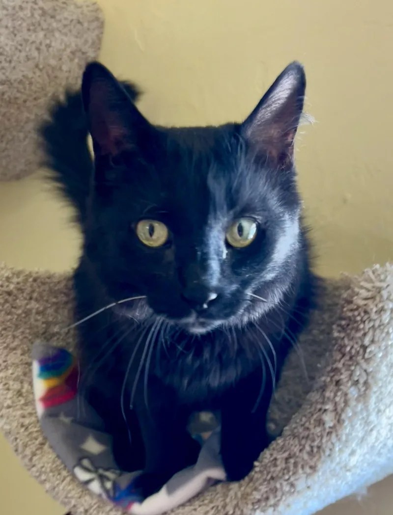 Binx thumbnail 4