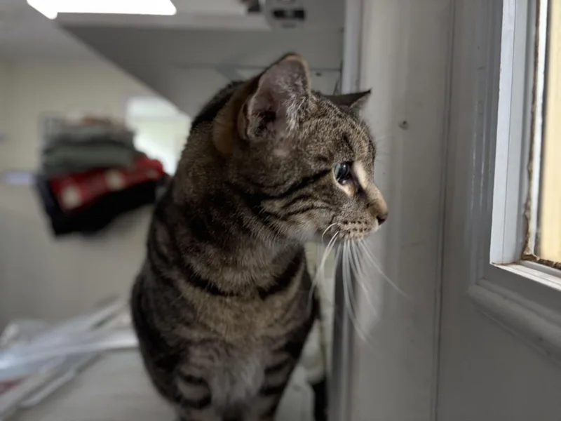 A senior large-sized male Domestic Short Hair cat named Racer for adoption in Blaine, MN