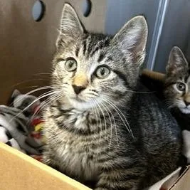 A baby small-sized male Brown / Chocolate Domestic Short Hair cat named Asher for adoption in Novelty, OH