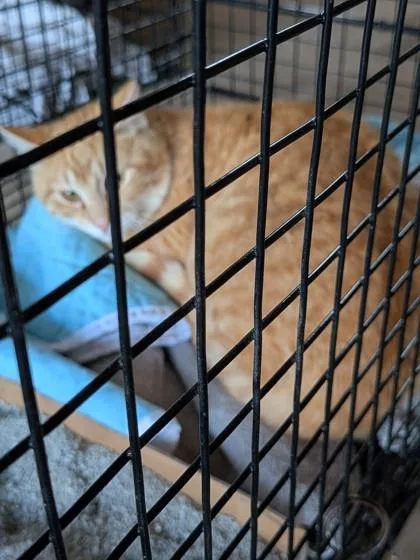 An adult small-sized male Domestic Short Hair cat named Kernel for adoption in Shawano, WI