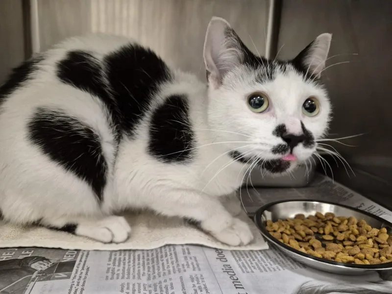 A young medium-sized female Domestic Short Hair cat named Chocolate Chip for adoption in Hagerstown, MD