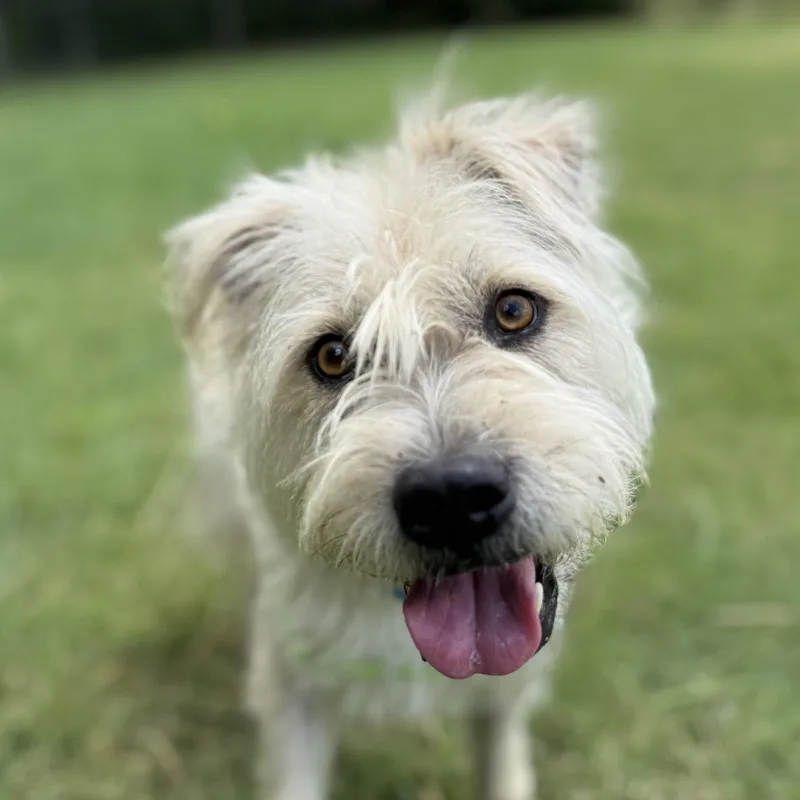 A young medium-sized male White / Cream Wheaten Terrier dog named Russel for adoption in Bulverde, TX