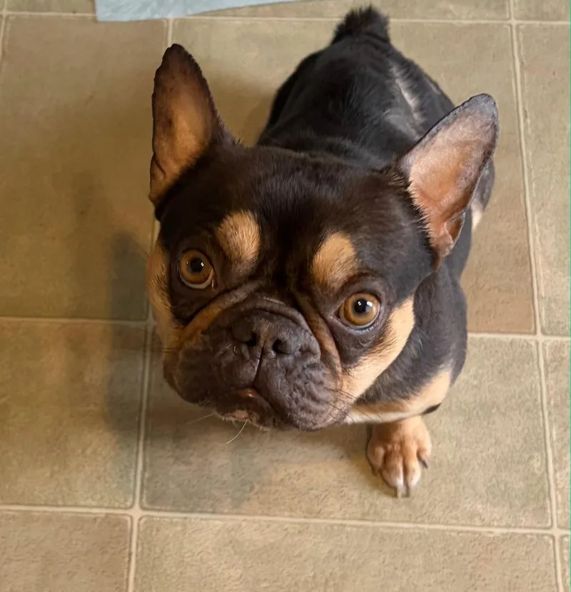 An adult small-sized female French Bulldog dog named Bonnie for adoption in merrillville, IN