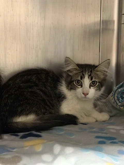 A baby medium-sized male Domestic Medium Hair cat named A for adoption in Camarillo, CA