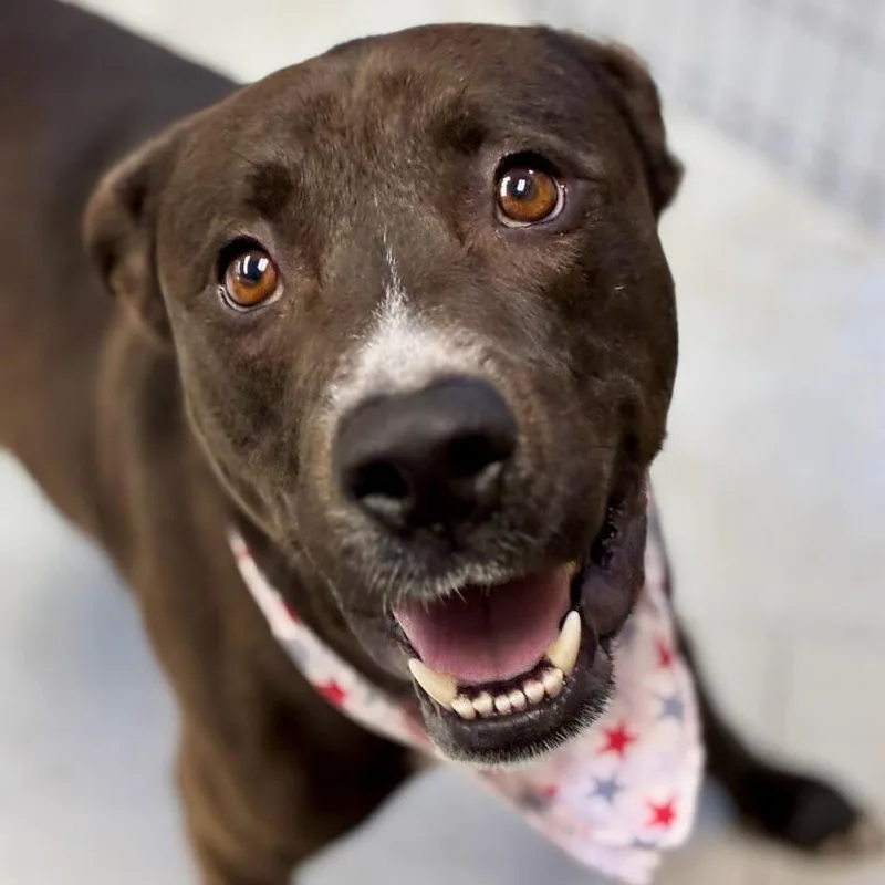 An adult medium-sized male Black Mixed Breed dog named Guido for adoption in San Francisco, CA