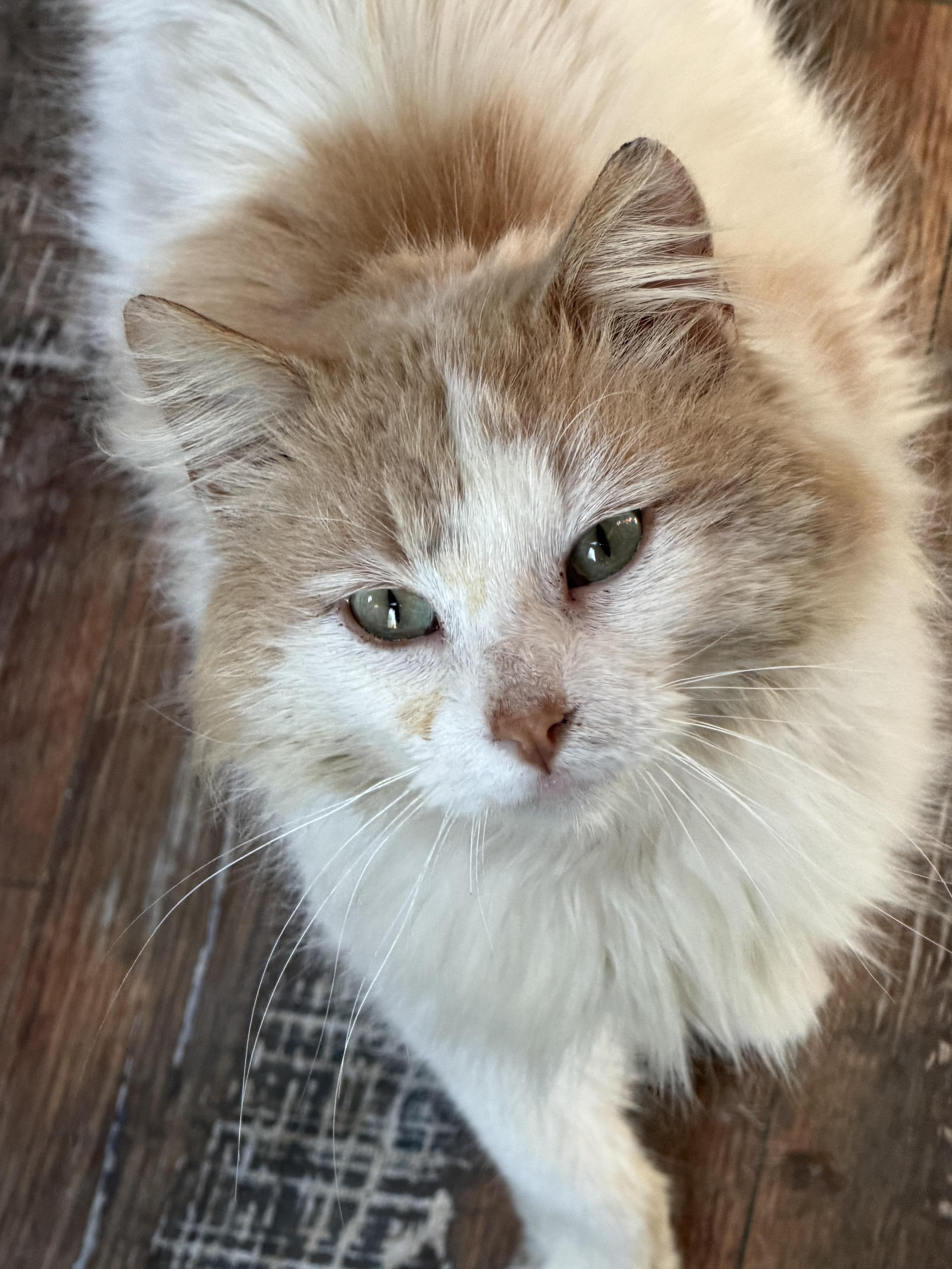 Garfunkel thumbnail 2