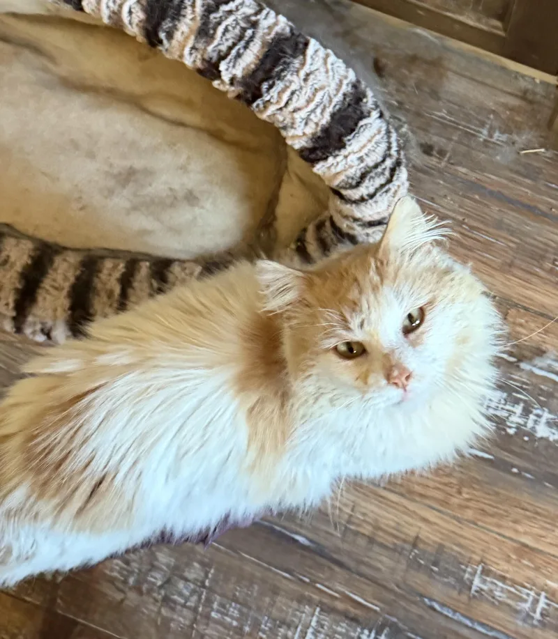 A young large-sized male Orange & White Maine Coon cat named Garfunkel for adoption in Churchville, PA